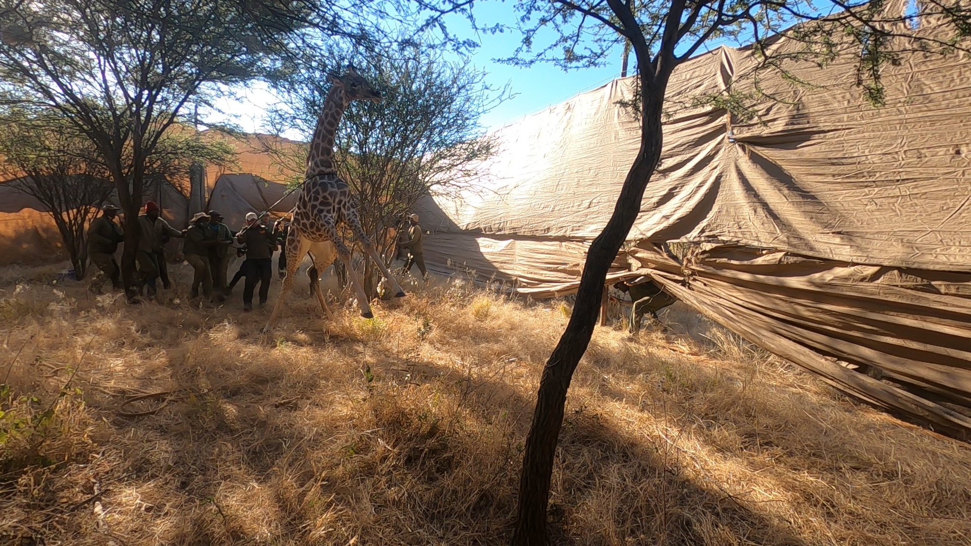 Giraffe and field staff in a temporary enclosure