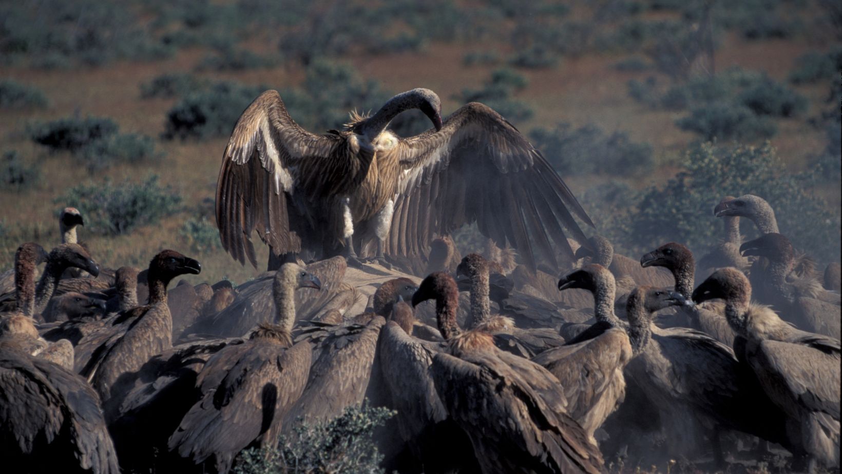 Vultures gathered together, one with wings spread