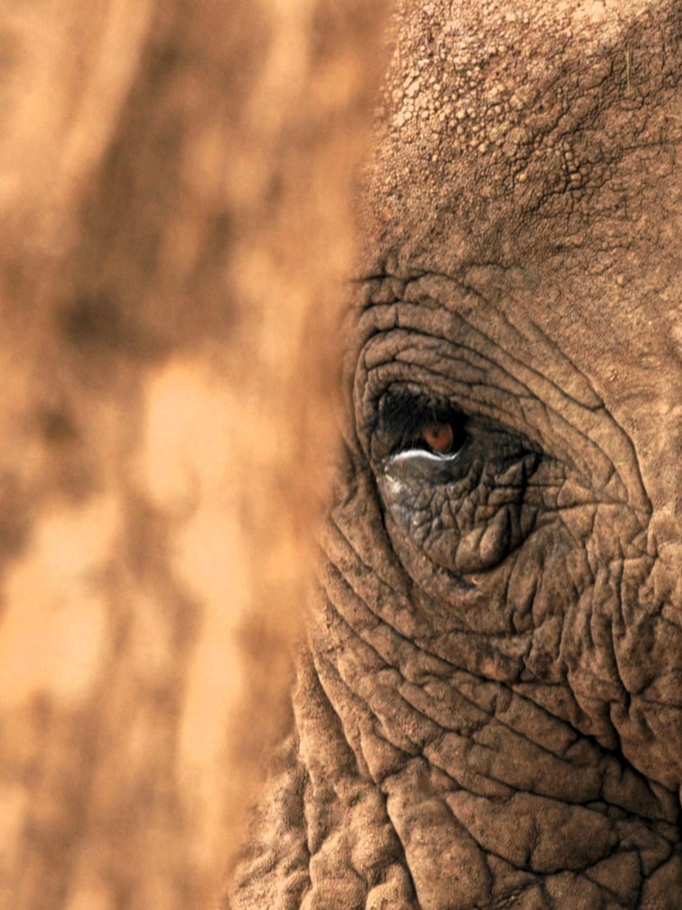 CFF elephant field image