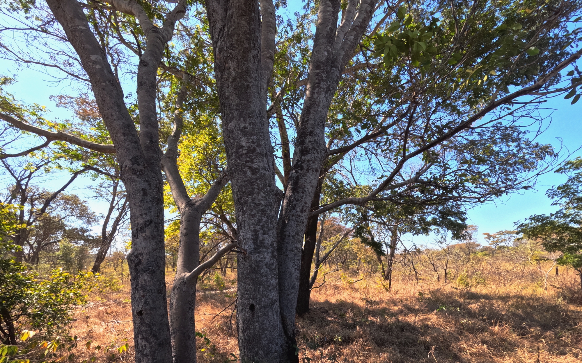 Namibian forest and woodland conservation landscape
