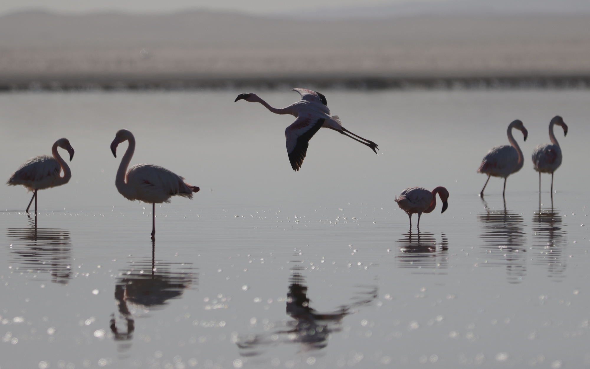 Namibian seabird conservation image
